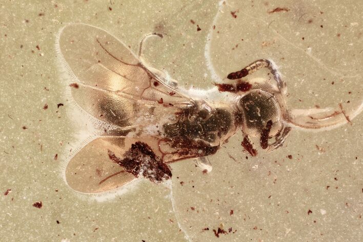 Fossil Wasp (Bethylidae) In Baltic Amber #372514